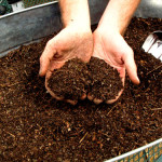 hands holding compost