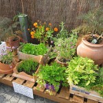 selection of herbs growing in pots