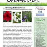 July and August 2024 Urban Dirt Newsletter