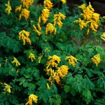 Golden/Yellow Corydalis