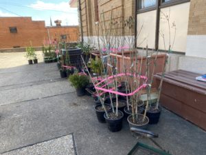 Spring plant sale