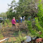 Nueces County Master Gardeners working with us to help clean up the Granny's Prairie area of our garden.