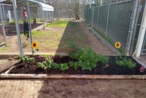 Animal Shelter 1-17-19 - Bed 2 was full of weeds - now beautiful