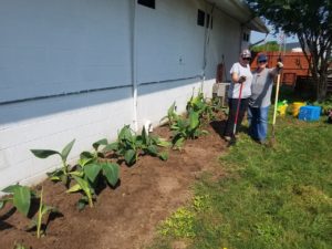 Barb and Jayne beautified the canna bed for good future growth.