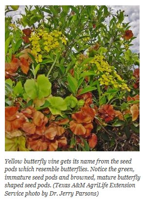 Yellow Butterfly Vine info