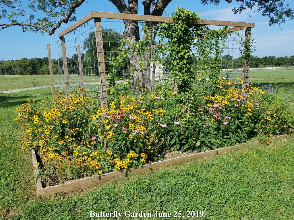 Butterfly Garden June 25, 2019