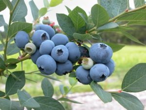 Blueberries on a branch