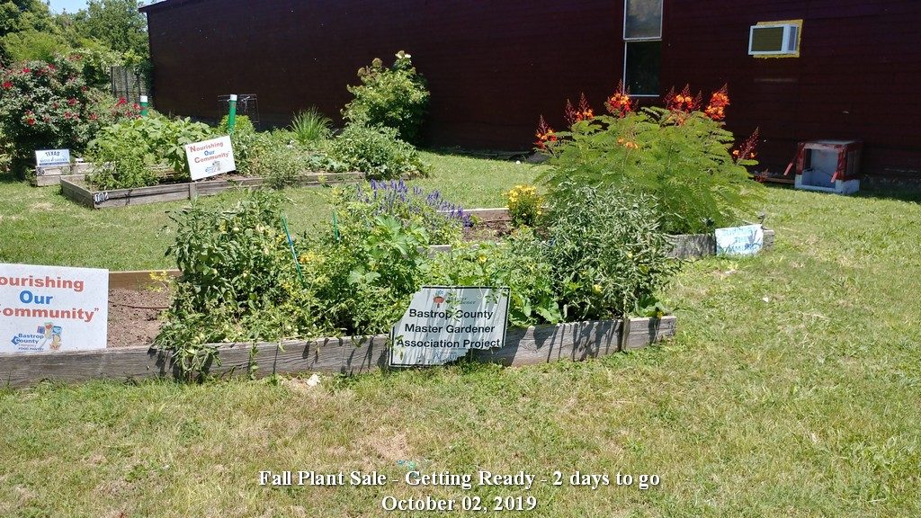 Community Gardens in bloom June 19, 2019
