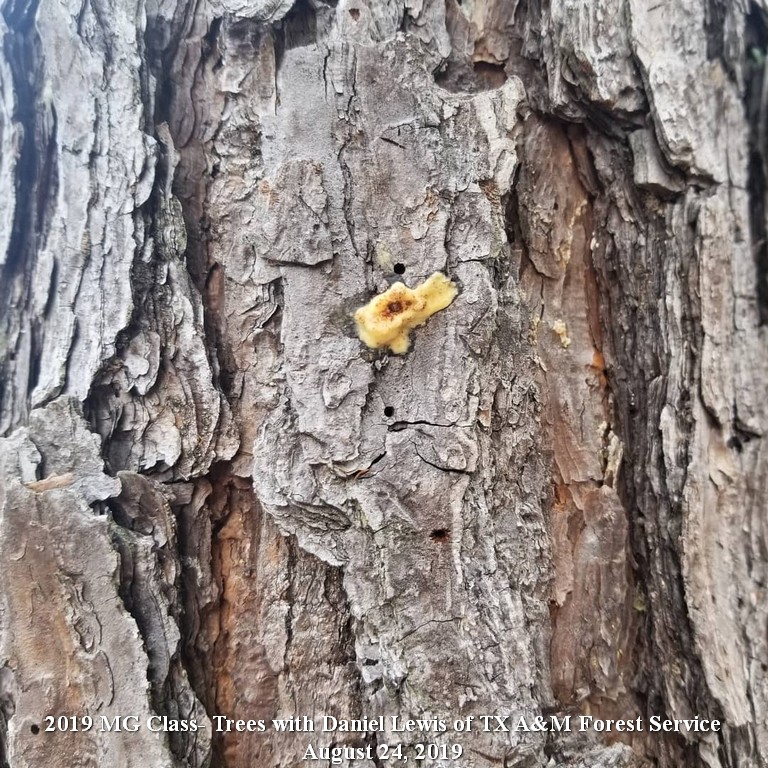 Aug 24, 2019 MG Class - Trees with Daniel Lewis