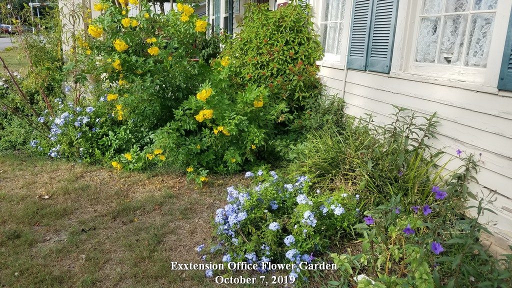 10-7-19 Extension Office Flower Garden