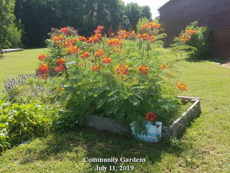 July 11, 2019 Community Gardens
