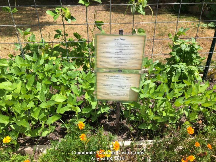 Community Gardens Cover Crops Aug 8, 2019