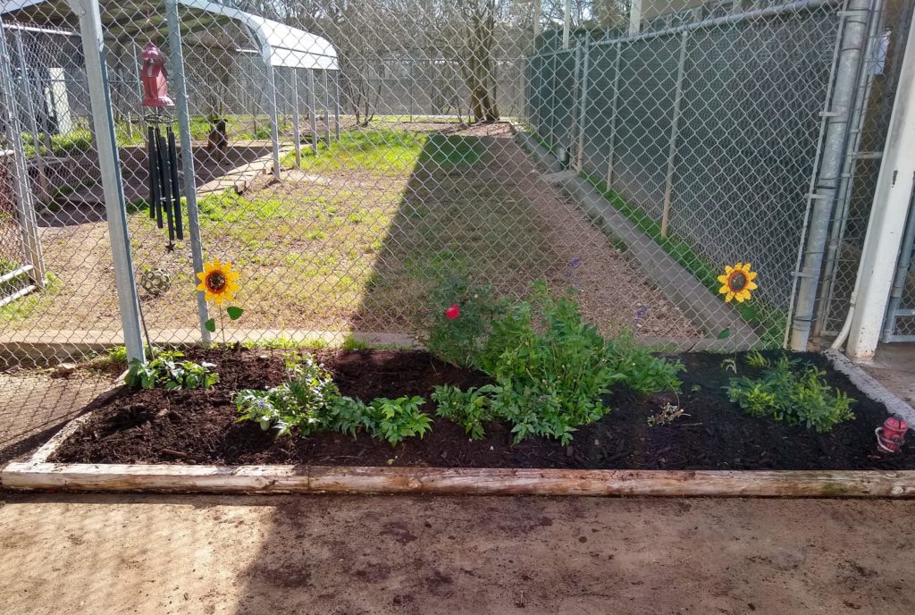 Animal Shelter 1-17-19 - Bed 2 was full of weeds - now beautiful