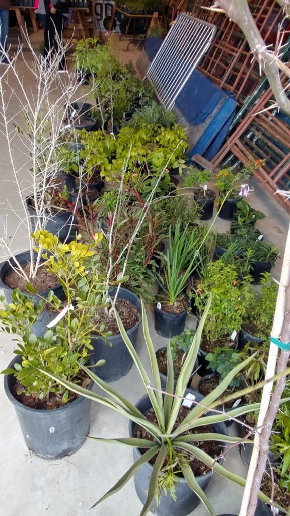 More plants for new homes