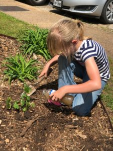 Young gardener adding fish emulsion to new plants