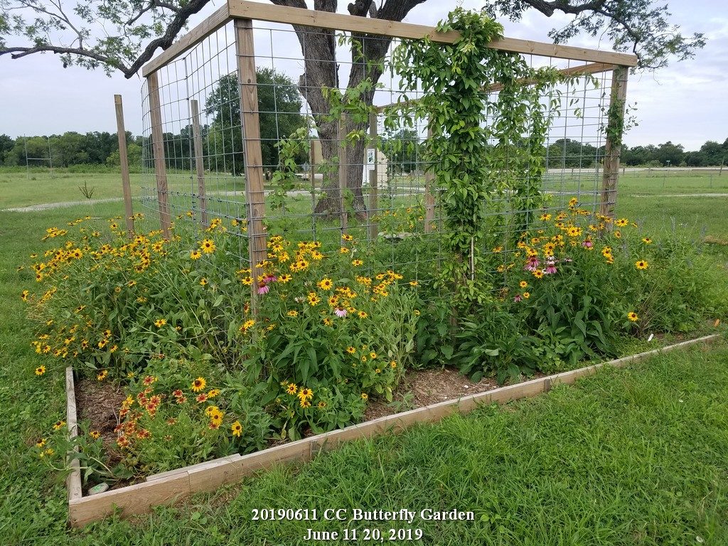 Cedar Creek Butterfly Garden - June 11, 2019n