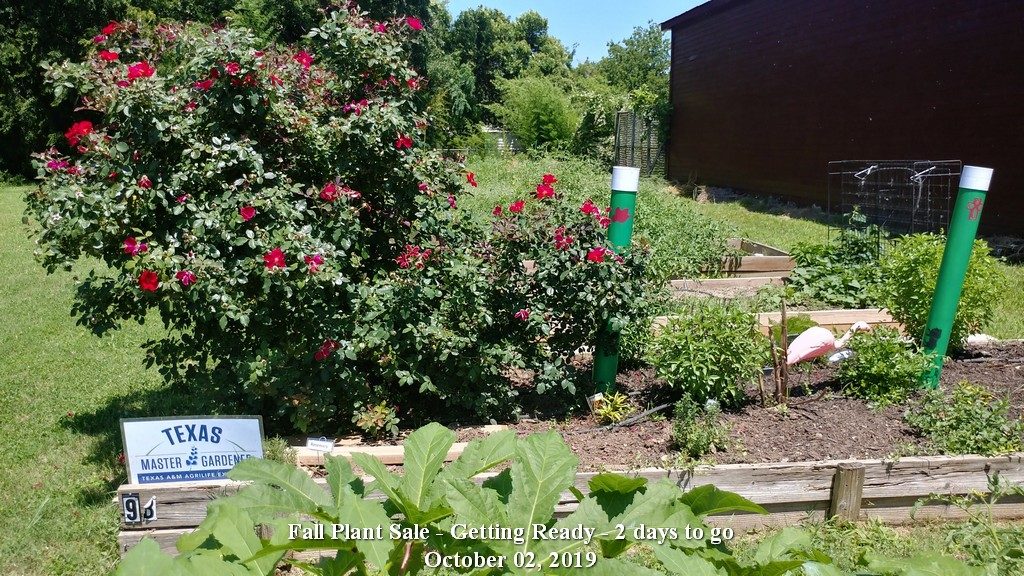 Community Gardens in bloom June 19, 2019