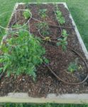 Drip irrigation in veggie bed