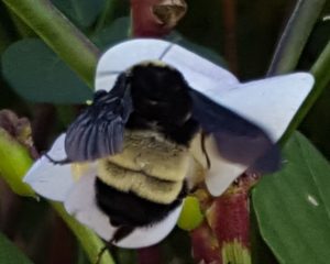 Photo of bumble Bee on cowpeas