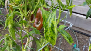 photo of Diseased Bell Pepper Plant
