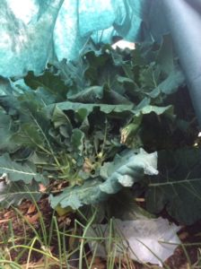 Broccoli plants are still producing from side shoots, so we are protecting them.