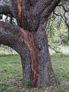 Lightning damage on oak tree