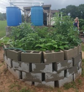 Rainwater system & keyhole garden
