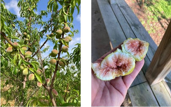 Peaches on tree and a cut fig