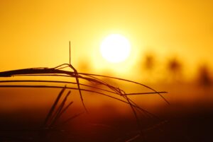 Sun and dried grass