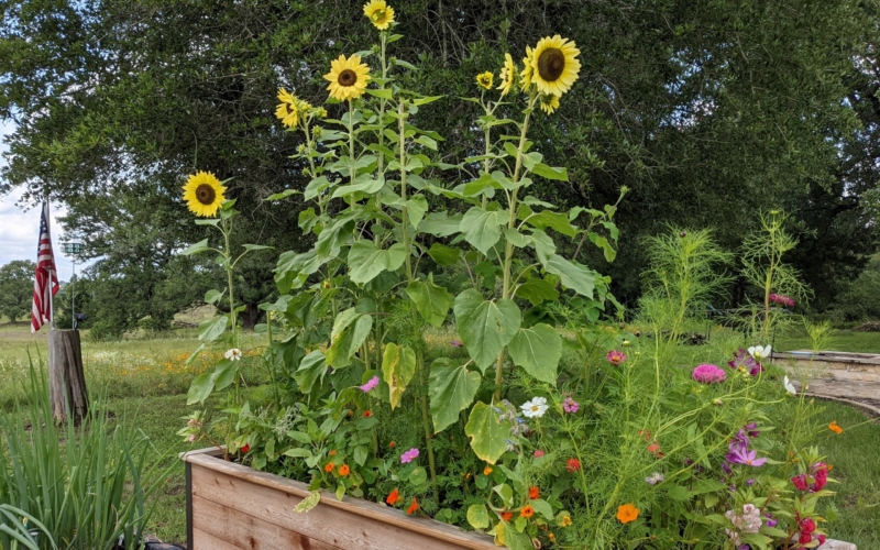 Pollinator & sunflower garden