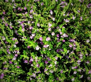 Mexican heather photo