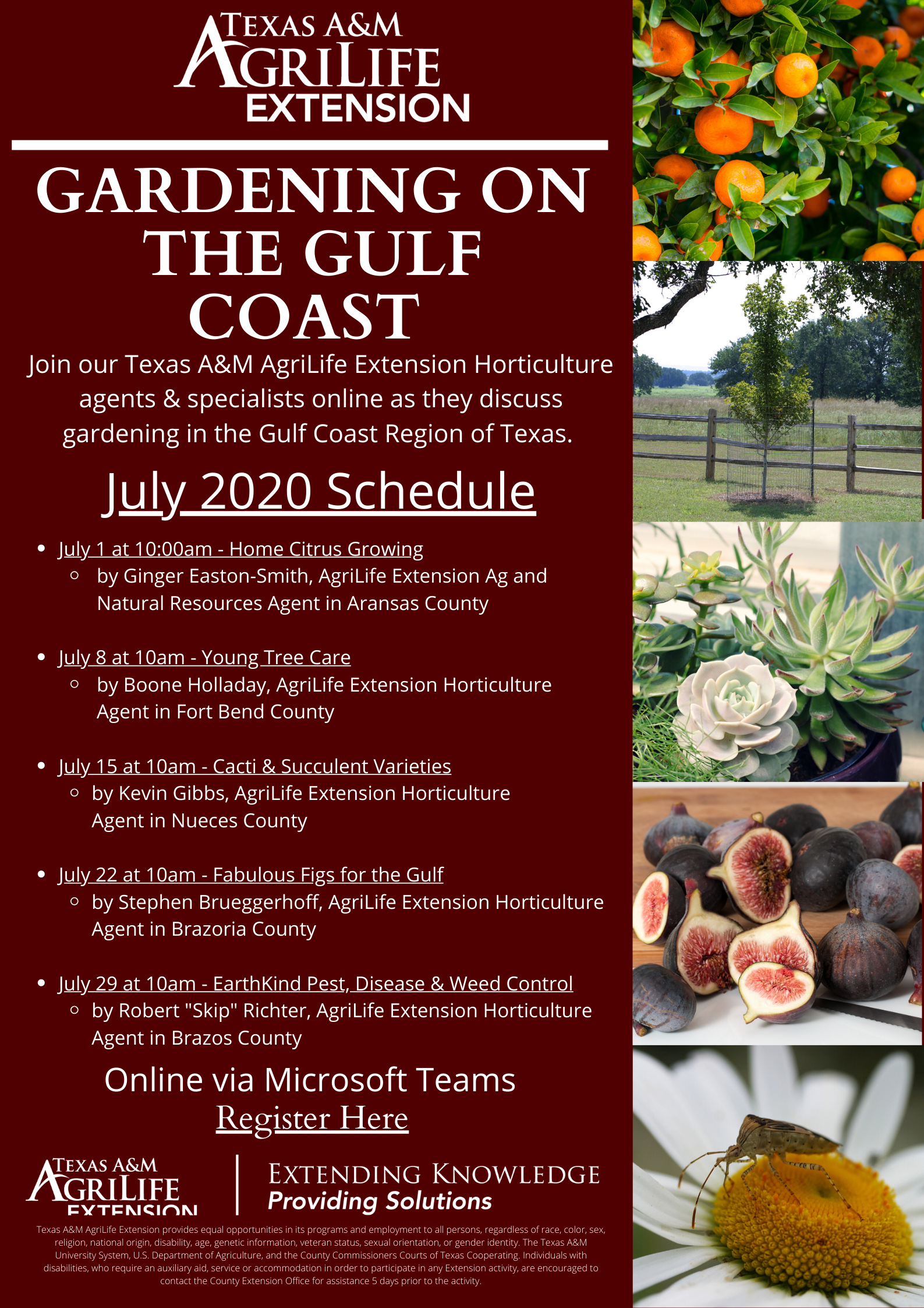 Gulf Coast Gardening: Figs