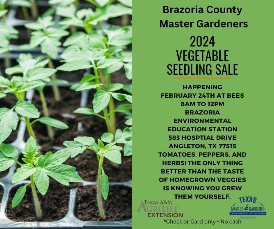 Veggie Seedling Sale