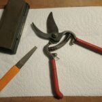 Cleaned and sharpened hand pruners