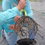Examining fruit tree roots before planting