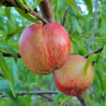 Picture of nectarine fruit