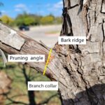 Identify pruning angle image