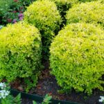 Formal pruning shrub image