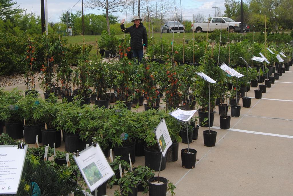 BCMG Plant Sale image