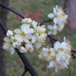 Image - Mexican plum in flower