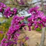 Image - Redbud variety 'Oklahoma' in flower