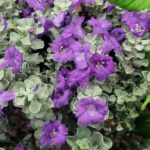Texas Sage variety 'Microburst' image
