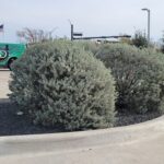 Pruned Texas Sage Shrubs image