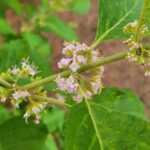 American beautyberry flowers image