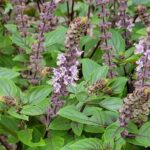 Basil 'African Blue' image