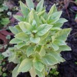 Basil 'Perpetuo Pesto' image