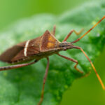 Leaffooted Bug adult image
