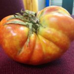 Leaffooted bug damage to beefsteak tomato image