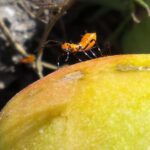 Juvenile stage of Leaffooted bug image