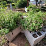Keyhole Garden image